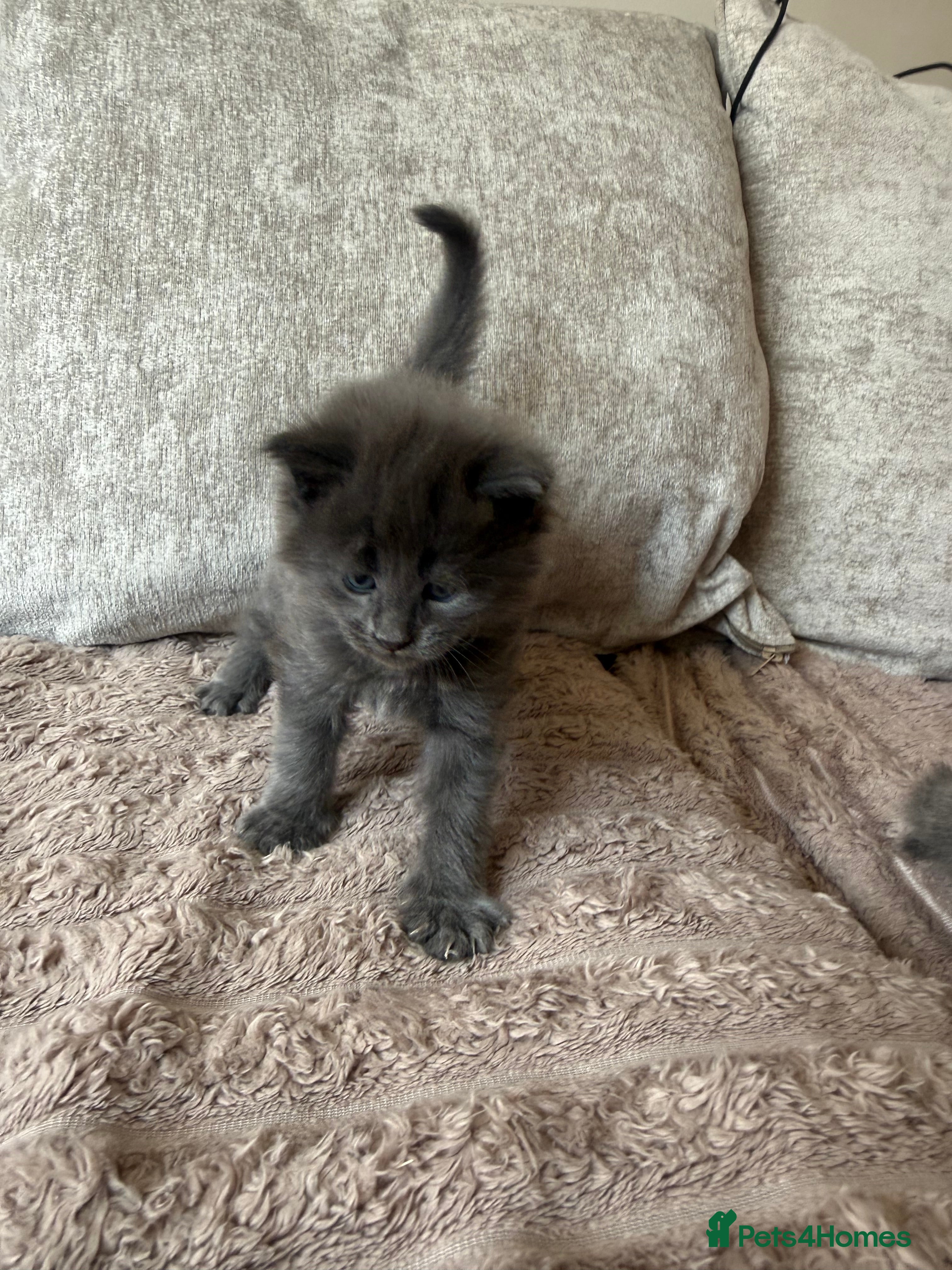 Maine Coon cats for sale: Stunning XL Maine Coon Kittens - Advert 16