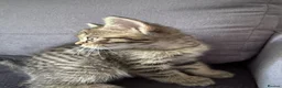 Mixed Breed cats for sale:  Tabby Kitten  Scot Fold Mum & Brit. Long hair Dad - Advert 4