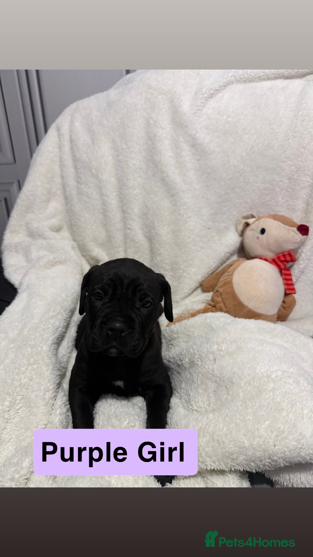 Cane Corso dogs for sale: 12 beautiful cane corso puppies 🐾 - Advert 18