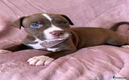 Mixed Breed dogs for sale: Spaniel crossed  - Image 5