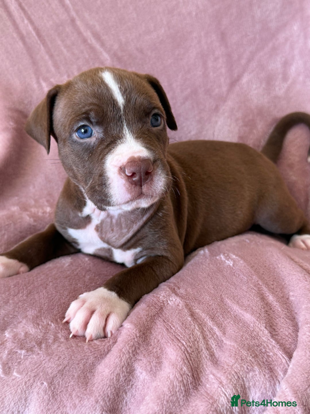 Mixed Breed dogs for sale: Spaniel crossed  - Image 5