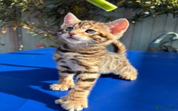 Keetso cats for sale: Stunning golden keetsos  - Image 16