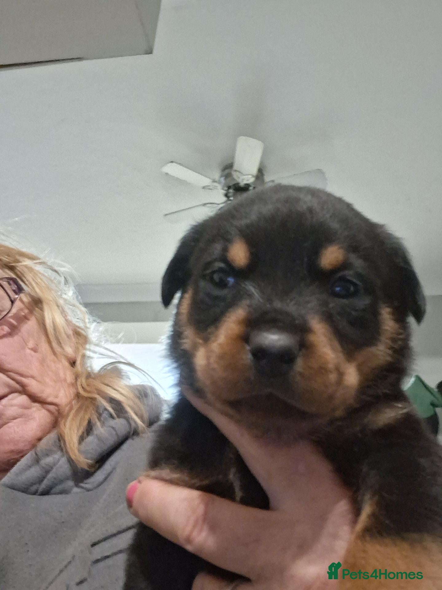 Rottweiler dogs for sale: Chunky big pups - Advert 1