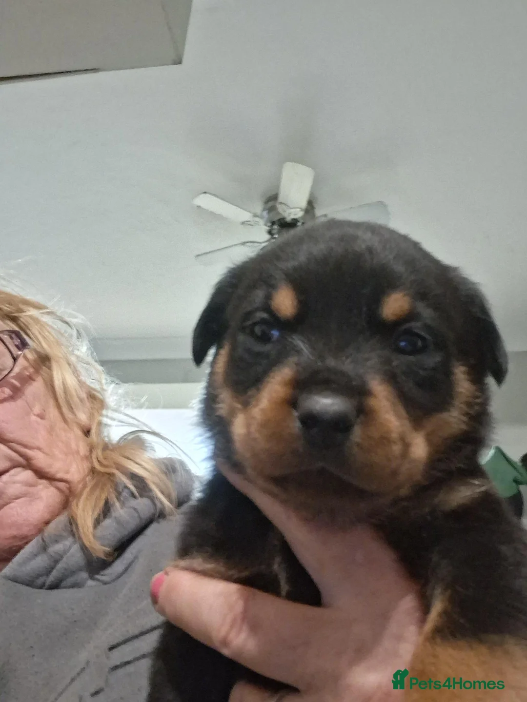 Rottweiler dogs for sale: Chunky big pups - Advert 1