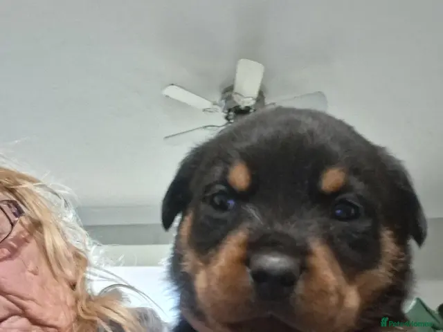 Rottweiler dogs for sale: Chunky big pups - Advert 2