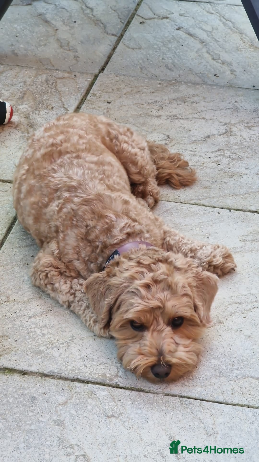 Gallery Image {{count}}