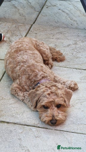 Gallery Image {{count}}