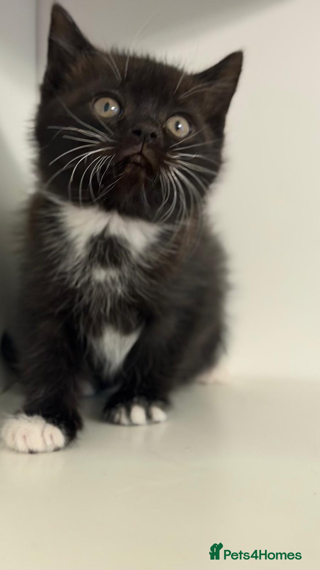 Scottish Fold cats for sale: Beautiful kittens for sell  - Advert 3