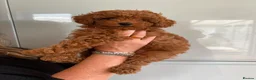 Cavapoo dogs for sale: Family Raised Cavapoo Puppies ready to Reserve!  - Advert 3