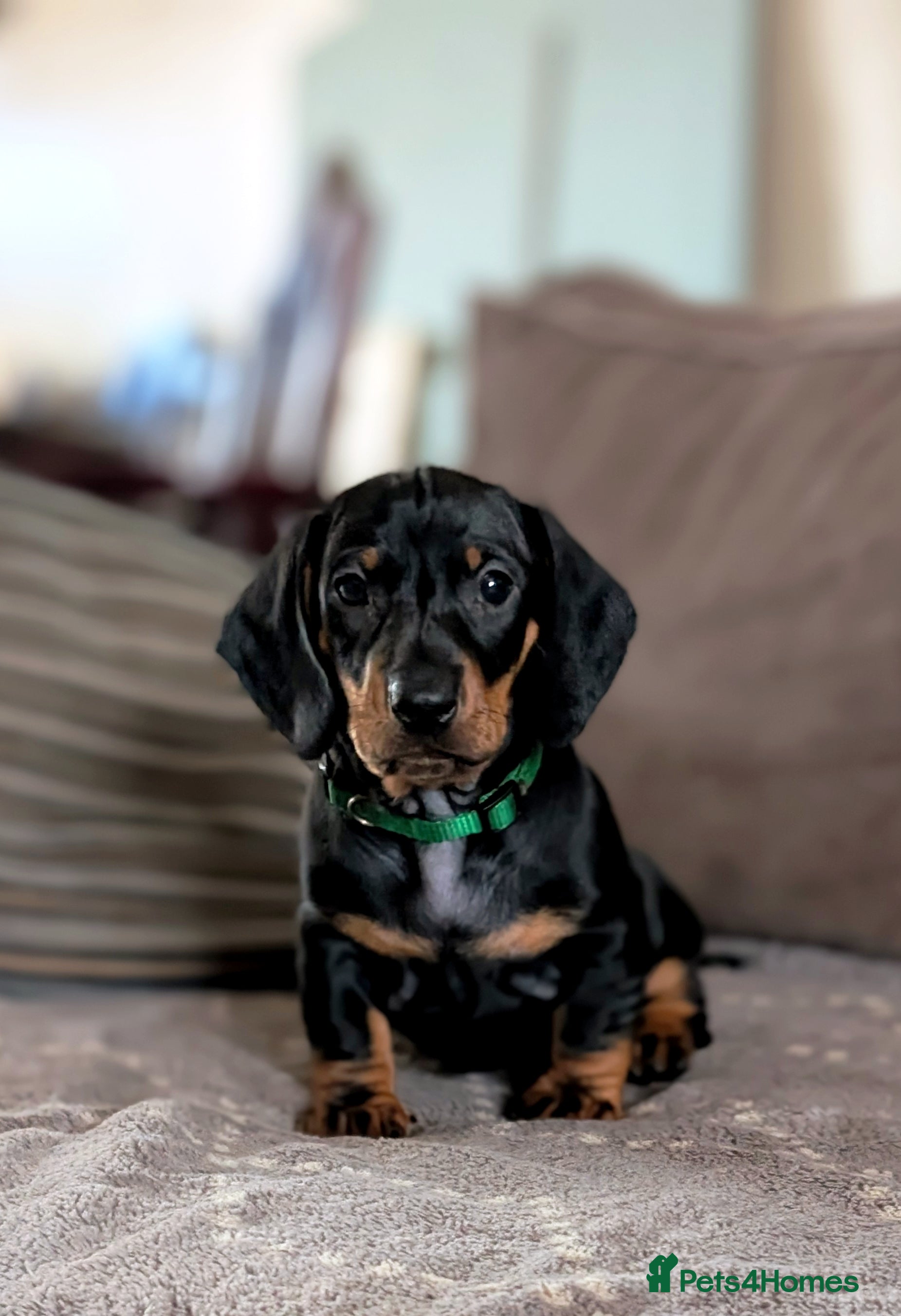 Dachshund dogs Quality Dachshund Standard Smooth Hair  - Advert 6