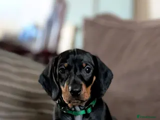 Dachshund dogs Quality Dachshund Standard Smooth Hair - Advert 6