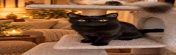British Shorthair cats for sale: 🐾Beautiful British long and Shorthair Kittens🐾 - Advert 4