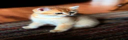 British Shorthair cats for sale: Golden boys  in London - Advert 5