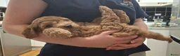 Cockapoo dogs for sale: Beautiful Red F1b Male Cockapoo - Advert 8