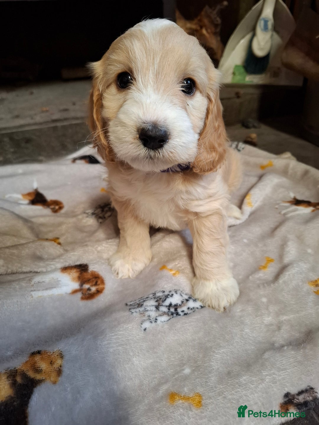 Cockapoo dogs for sale: Beautiful Cockapoo Puppies For Sale  - Image 11