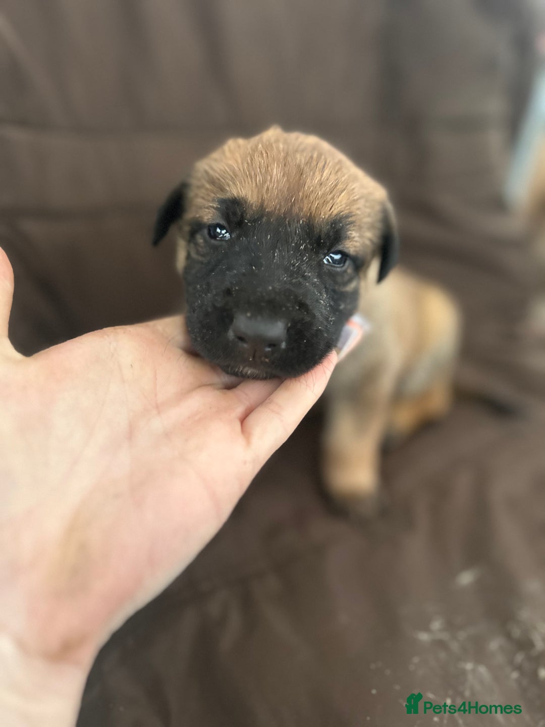 Mixed Breed dogs for sale: Dutch Herder Puppies  - Advert 31