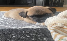 Chihuahua dogs for sale: Beautiful chihuahua pups - Image 4