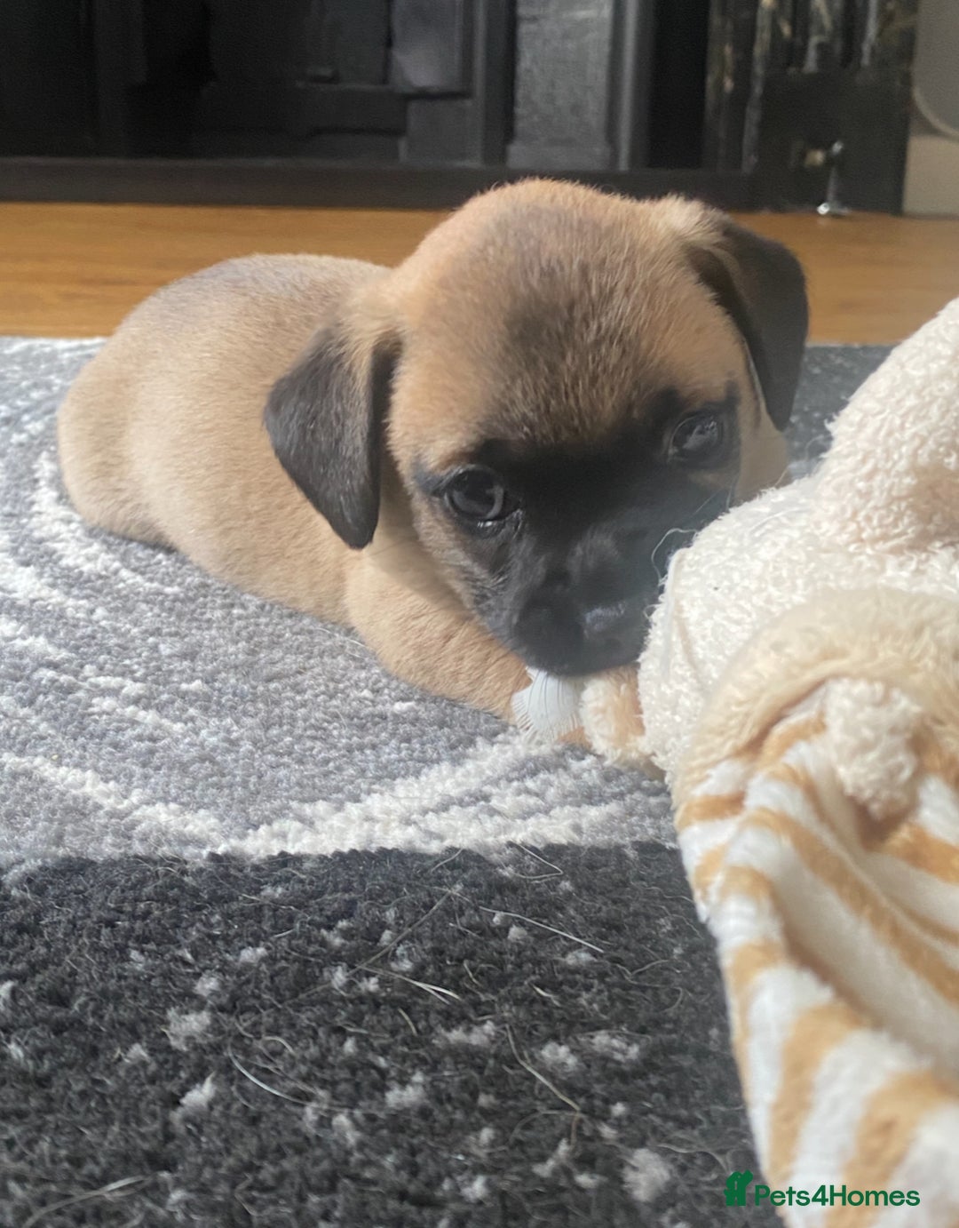 Chihuahua dogs for sale: Beautiful chihuahua pups - Image 4