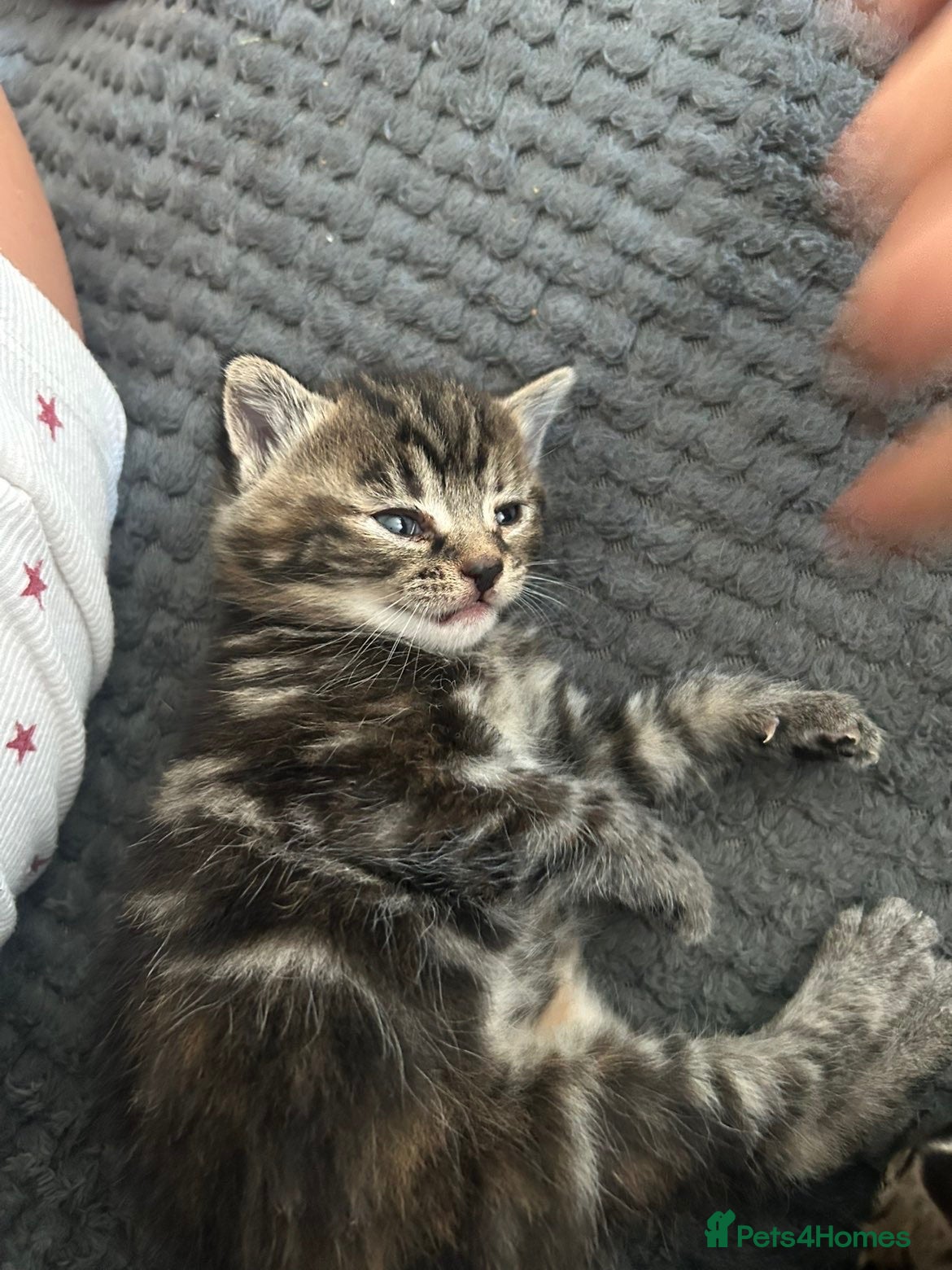 Mixed Breed cats Kitten  - Advert 1