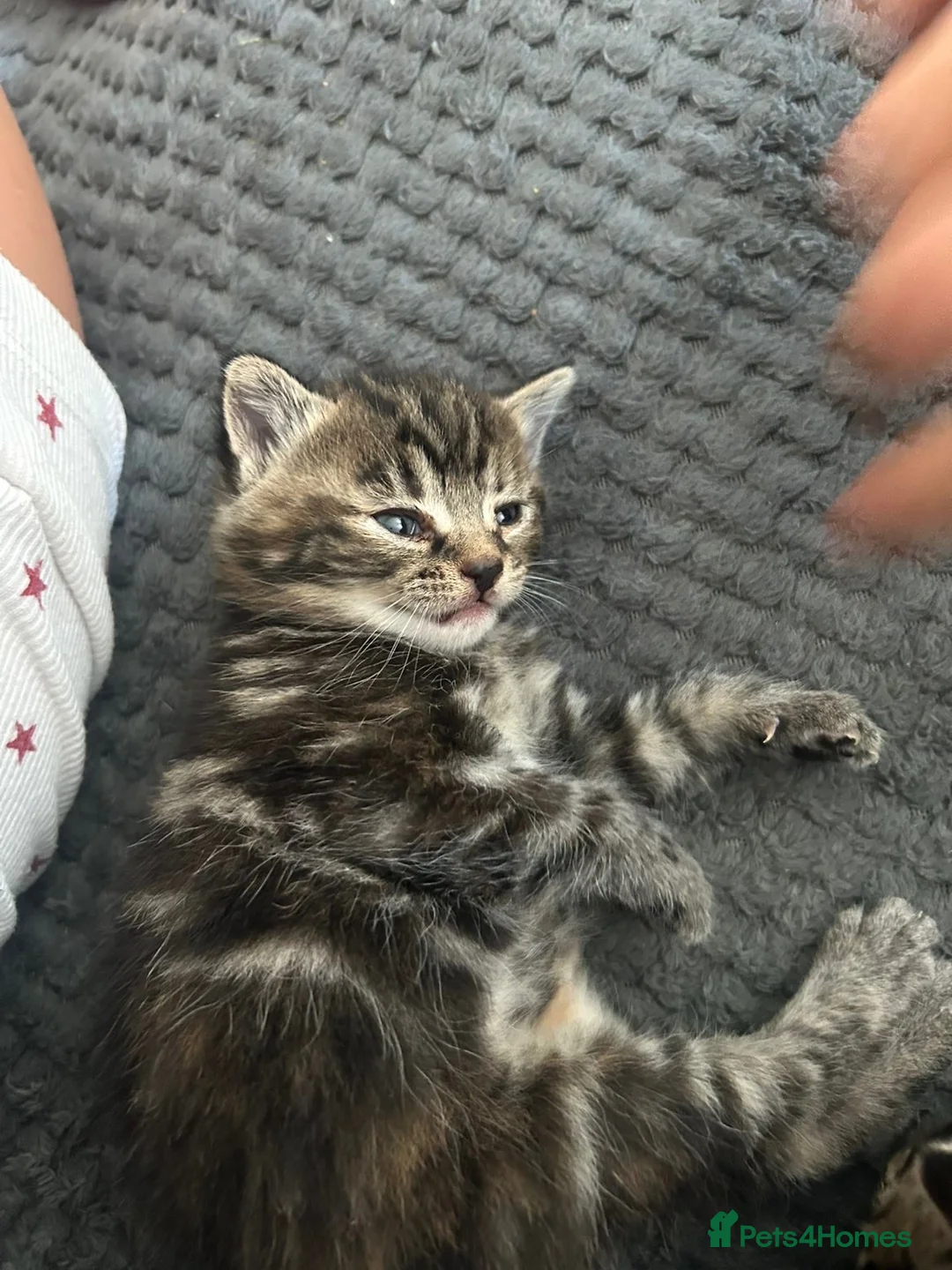 Mixed Breed cats for sale: Kitten  - Advert 1
