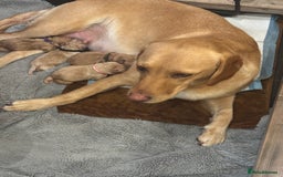 Springador dogs for sale: Labrador puppies (red/copper). Health checked.  - Image 15
