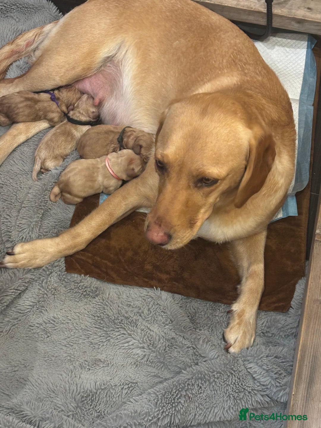 Springador dogs for sale: Labrador puppies (red/copper). Health checked.  - Image 15
