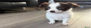 Chihuahua 2