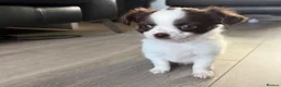 Chihuahua dogs for sale: 2 Gorgeous long haired chihuahua puppies - Advert 4