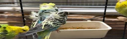 Budgerigars birds for sale: Helicopter Budgies for sale  - Advert 5