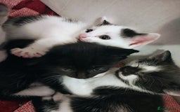 Mixed Breed cats for sale: 8 weeks old Kitten, Female - Image 20