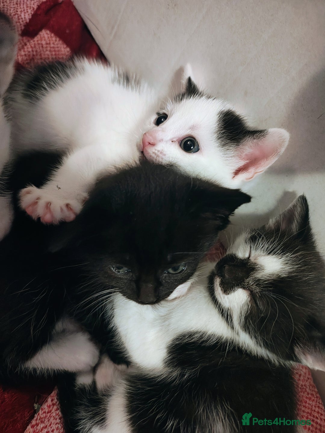 Mixed Breed cats for sale: 8 weeks old Kitten, Female - Image 20