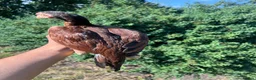 Chickens poultry for sale: Pure Mianwali aseel pullet for sale  in Birmingham - Advert 2