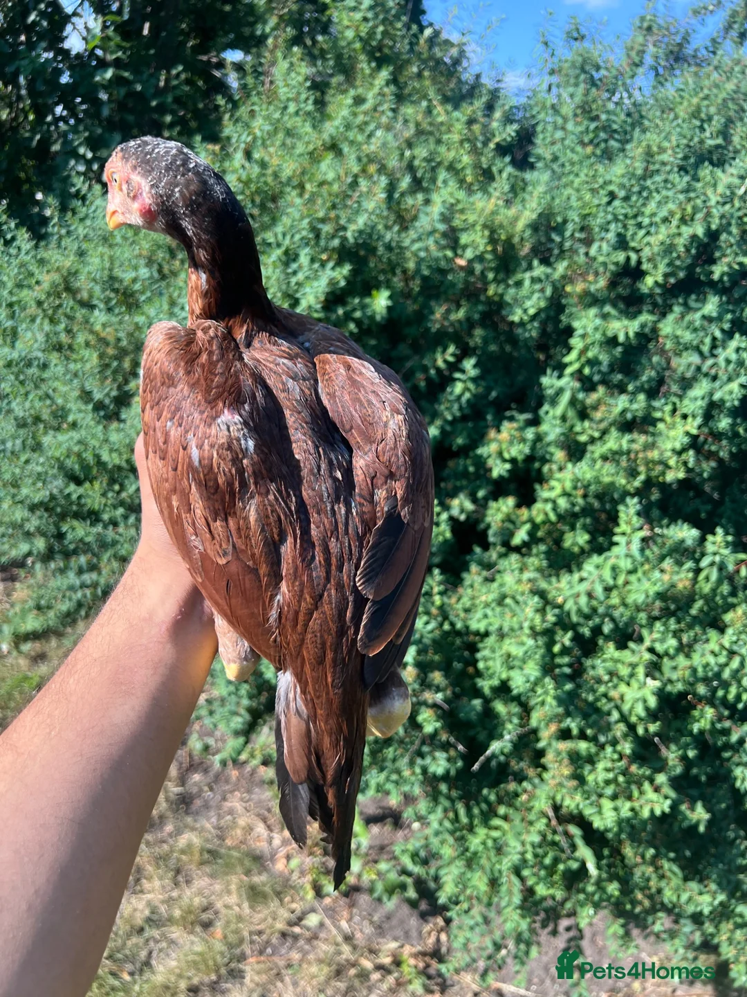 Chickens poultry for sale: Pure Mianwali aseel pullet for sale  in Birmingham - Advert 2