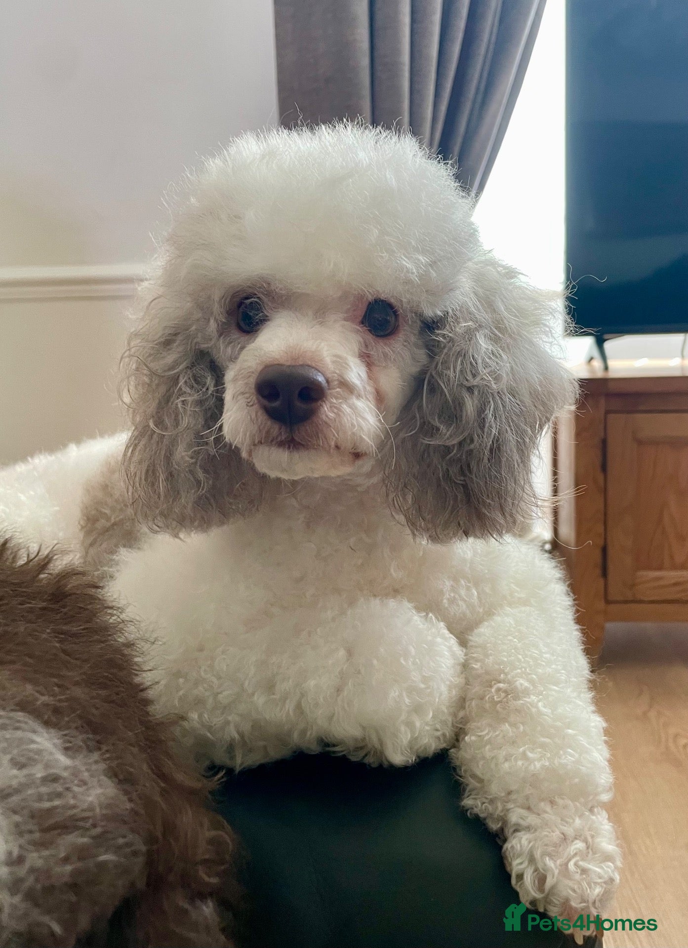 Toy Poodle dogs Meet Parker-our beautiful little cream poodle boy - Advert 3