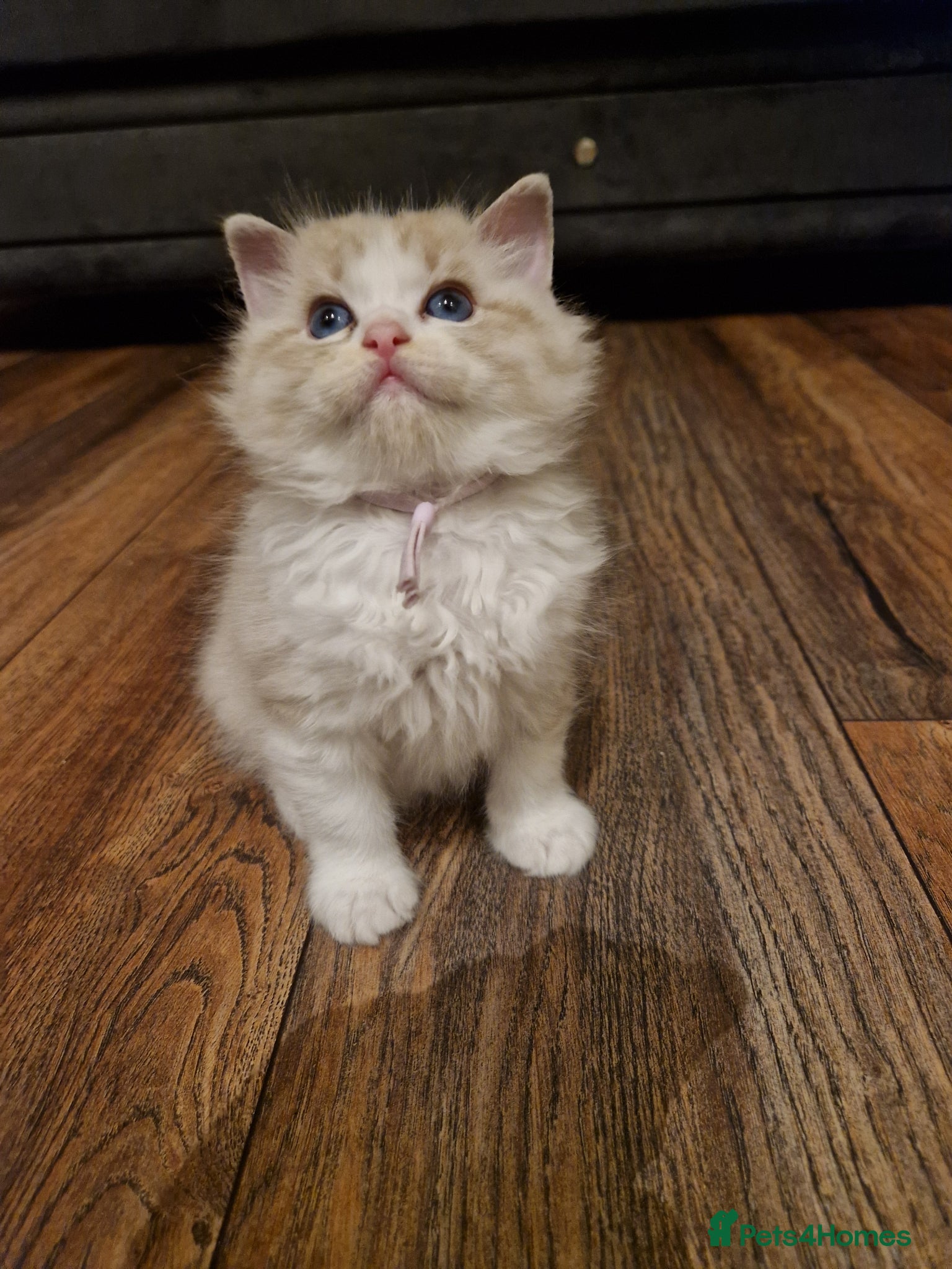 Ragdoll cats for sale: Show quality Ragdoll kittens - Advert 4