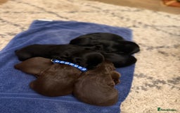 Sprocker dogs for sale: F1 Beautiful Sprocker Spaniel pups ❤️ - Advert 6