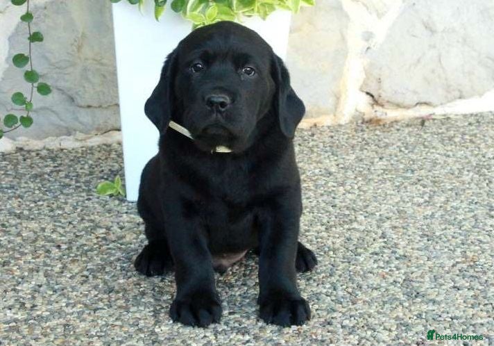 Labrador Retriever dogs Stunning and lovely male needs a new home - Advert 2