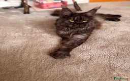 Maine Coon cats for sale: Loving Retired queen Main Coon - smoky black  - Image 1