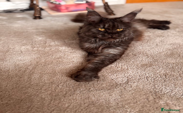 Maine Coon cats - Advert 1
