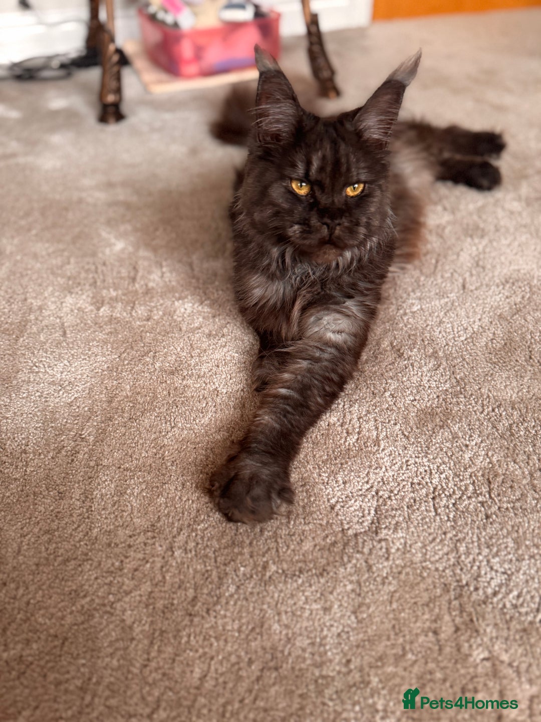 Maine Coon cats for sale: Loving Retired queen Main Coon - smoky black  - Image 1