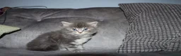 Maine Coon cats for sale: Gorgeous maine coon cross kittens - Advert 24
