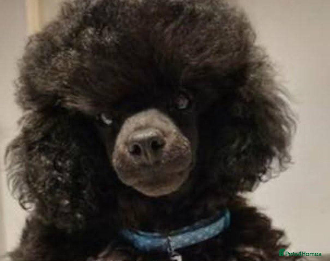 Toy Poodle dogs Stud only - Advert 18