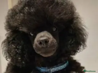 Toy Poodle dogs Stud only - Advert 18