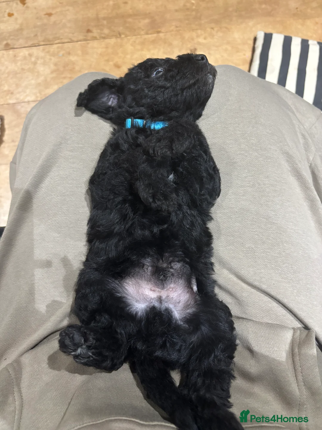 Bedlington Terrier dogs for sale: Bedlington terrier puppies  - Advert 9