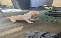 Cocker Spaniel dogs for sale: Show type cocker spaniel puppies  - Image 3