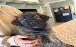 Mixed Breed dogs for sale: Goldendoodle x Blue Sable German Shepard puppies - Advert 12