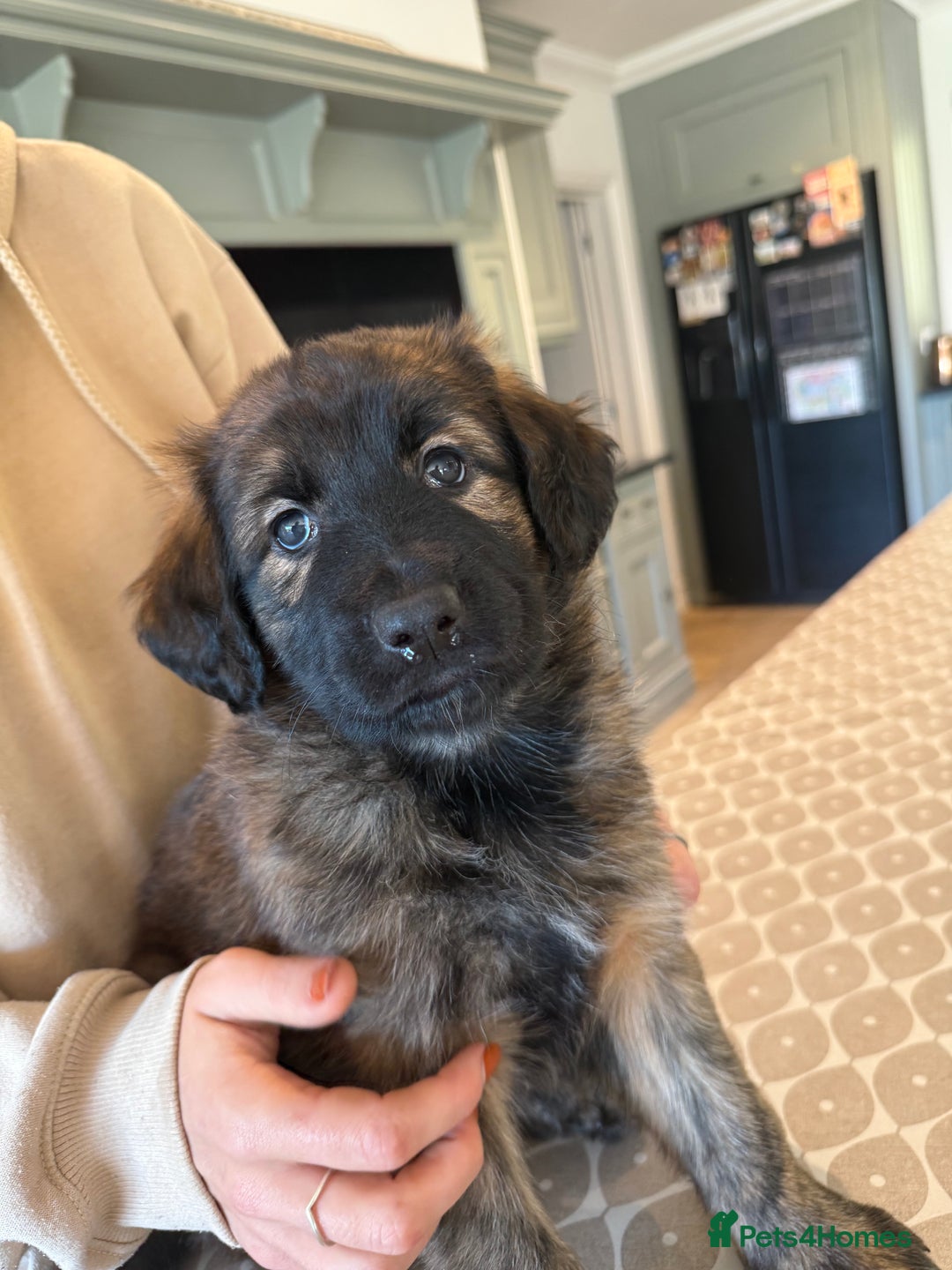 Mixed Breed dogs for sale: Goldendoodle x Blue Sable German Shepard puppies - Advert 12