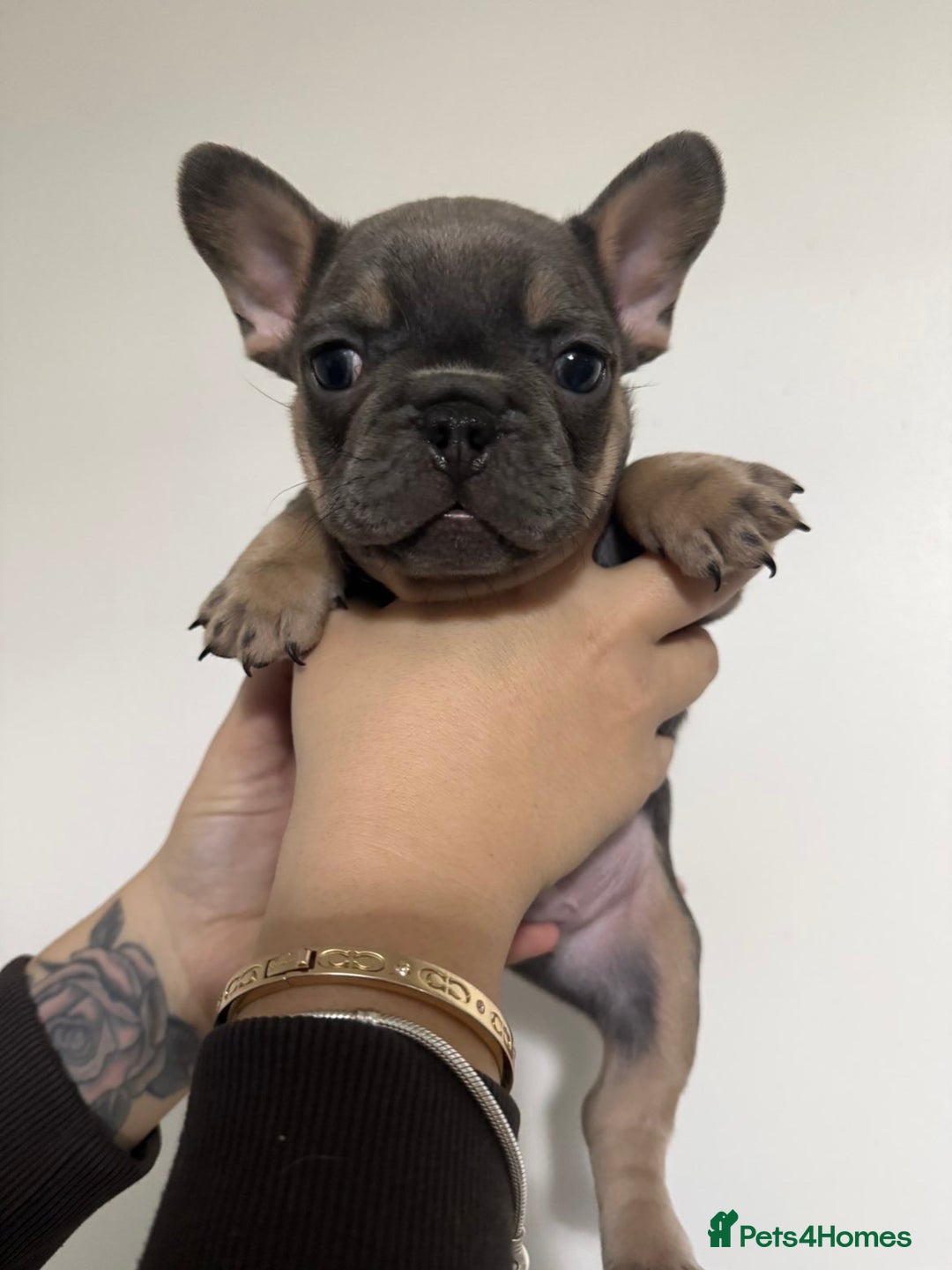 French Bulldog dogs for sale: Quality french bulldogs for sale - Advert 11