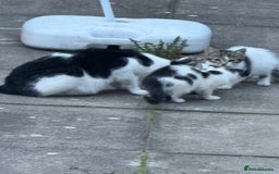 Domestic Shorthair cats for sale: Beautiful Kittens ready for forever home  - Image 4