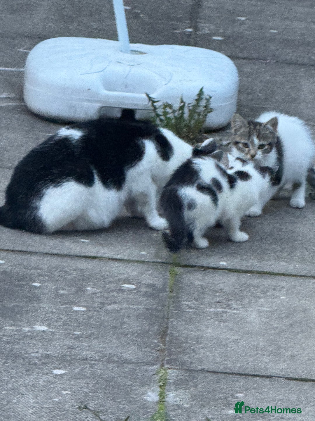 Domestic Shorthair cats for sale: Beautiful Kittens ready for forever home  - Image 4